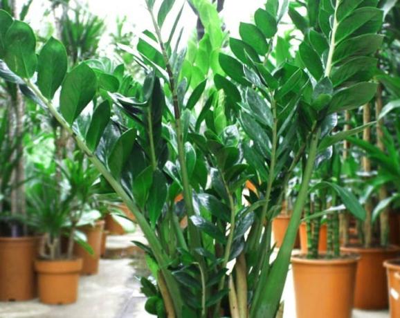 Zamioculcas soe suvepäevadel võib võtta tänavale