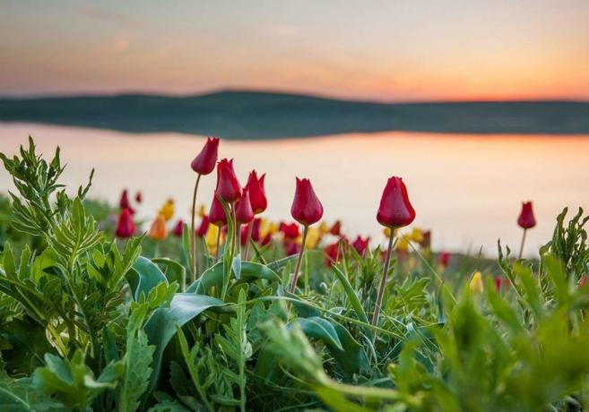 Blooming looduses tulbid Kasahstanis