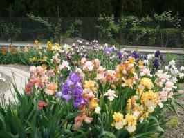 Spring - aeg meenutada Iirised (Iris) riigis: 7 väärtuslikke näpunäiteid