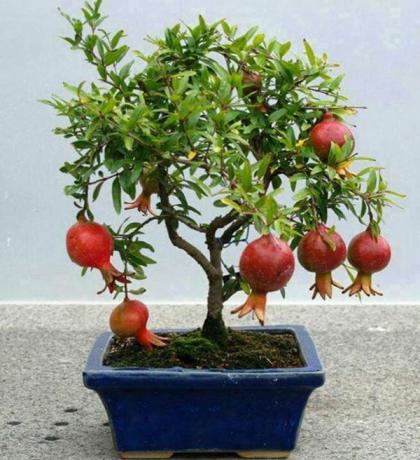 Granaatõuna sobib kasvatamiseks bonsai tehnikat