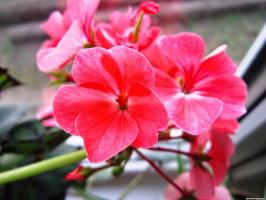 6 ilus ja vastupidav aastaringse lilled (osa 2)