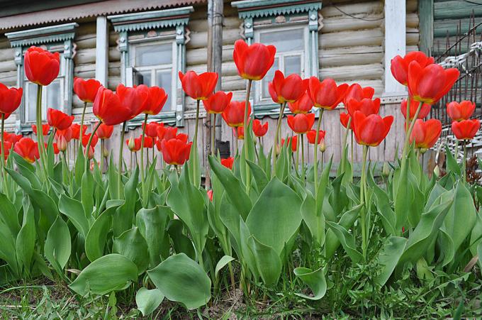 Punased tulbid - ajatu klassika Vene lillekasvatus. Foto: fotoload.ru