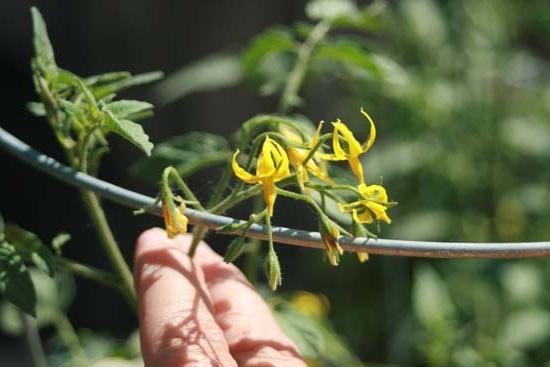 Tehnoloogia kunstliku tolmeldamise tomatid suurendab saagist korda! (Foto fb.ru)
