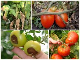 Lahing saagi: treat tomatid õigesti