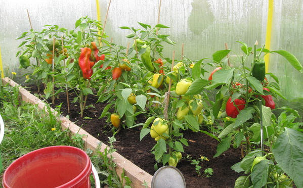 Kasvav paprika kasvuhoones. Fotod green-color.ru