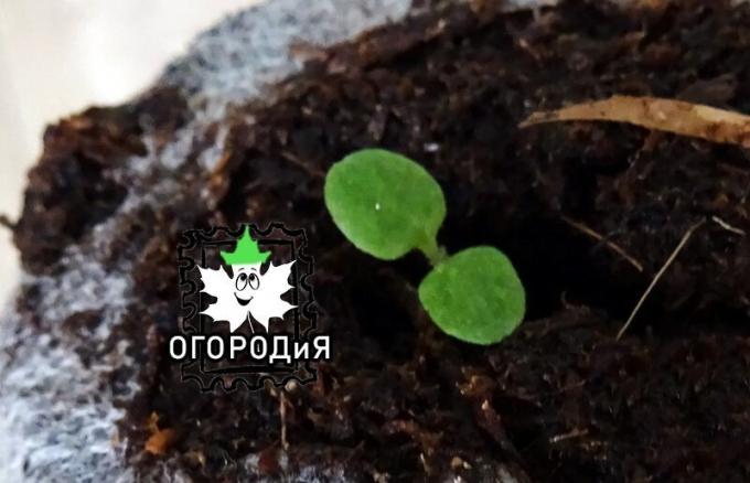 Petunia tõusnud turbas tableti granuleeritud seemne