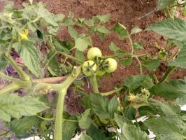 3 viise määrata rasvatamine tomatid