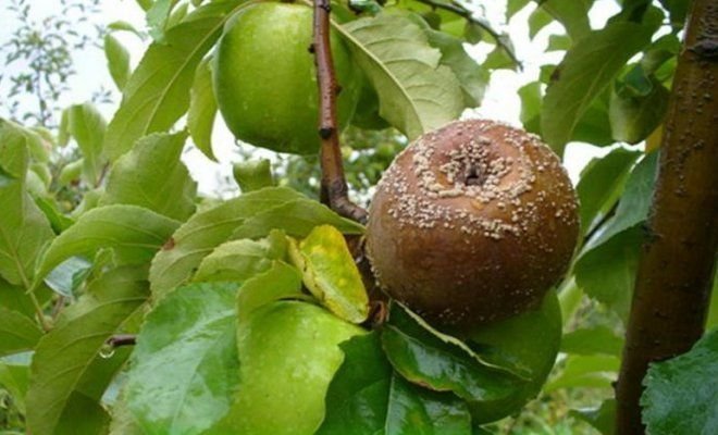 Puu- mädanema Apple (illustratsioone artikkel võetud Yandex. pildid)