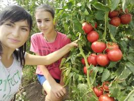 Tomatid aias ei nuumata ja suurendada vilju. 4 superprioma!