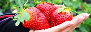 Me kasvada maasikad konteiner: Prantsuse lähenemine