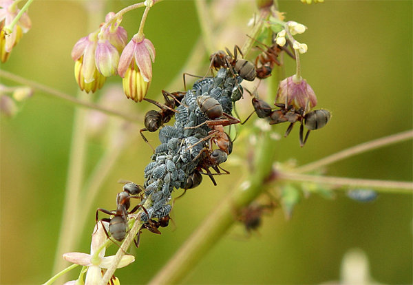 Lehetäide ja sipelgate - sagedased kaaslased teineteisest! Foto jaoks artikkel pärineb tasuta internetiühendust.