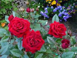 Kuidas valmistuda roosid talvel. 4 Nõutav eduka vastuvõtu talveunest.