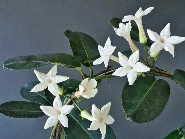 Liana-originaal ei kiidelda varieeruvus värvaineid, kuid ta ei pea: valged lilled vaadata hästi, väga armas. Eriti siis, kui paljud neist.