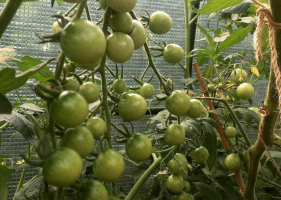 Me tomatite 2 tk. Iga hästi. Eelised ja puudused