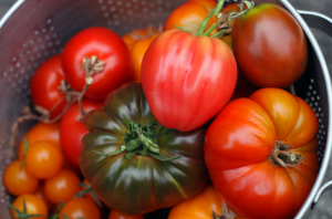 Kuidas saagi tomatid juunis. Minu kogemus