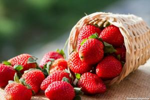 Ligi põllukultuure ei saa istutatud maasikad