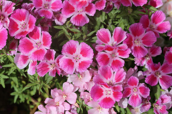 Bright roosa lilled godetsii