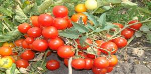 Parim sorte tomatid alamõõdulised kasvatamiseks avamaal.