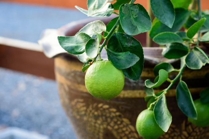 Lime sobib kasvatamiseks kodus on isegi parem kui sidrun. Foto: garden.eco