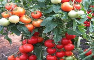Väetist tomatid, mis suurendab kuni 10 korda teket munasarjad.