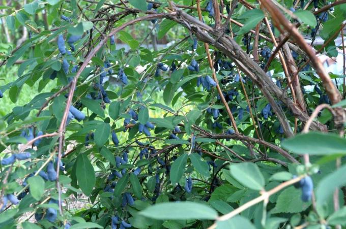 Maitse sinine kuslapuu on mõnevõrra meenutab mustikad. Kas teile meeldib see?