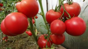Kunstlikku tolmeldamist tomatite saab suurendada saagikust 2 korda