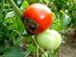 Kuidas toimida tipmine mäda tomatite ja miks tundub.