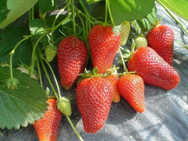 Taasviljaline maasikad (Foto Internet)