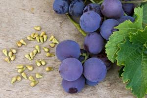 Kas ma võin süüa viinamarju seemned ja kuidas need mõjutavad keha