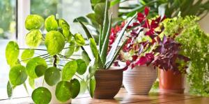 7 viga, mida teete hooliv nende taimede, teadmata