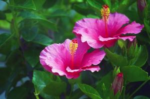 Hibiscus syriacus: kuidas kasvatada ja hooldus