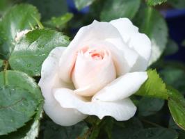 5 asja rikkuda roos aias