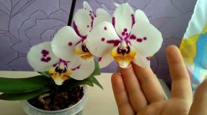 Kas on võimalik, et hoida maja orhidee