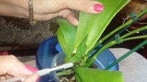 5 tõestatud, kuidas päästa orhidee