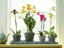 Kui panna orhidee maja, taime- ja kasvada täiesti rahul gorgeous õitsemise