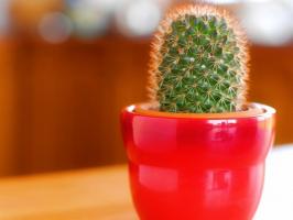 Kuidas kaktused elada kodus? Kuidas hoolitseda pikendada eluiga