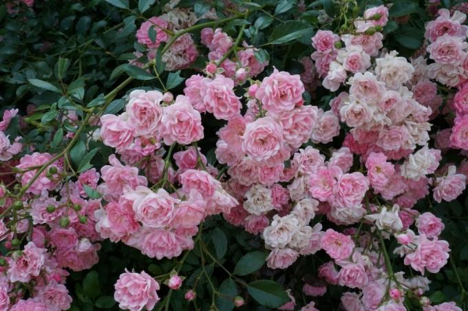 Groundcover roosid õitsema võrsed eri vanuses 