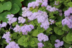 5 parimat lilled aias meeldiv lõhn