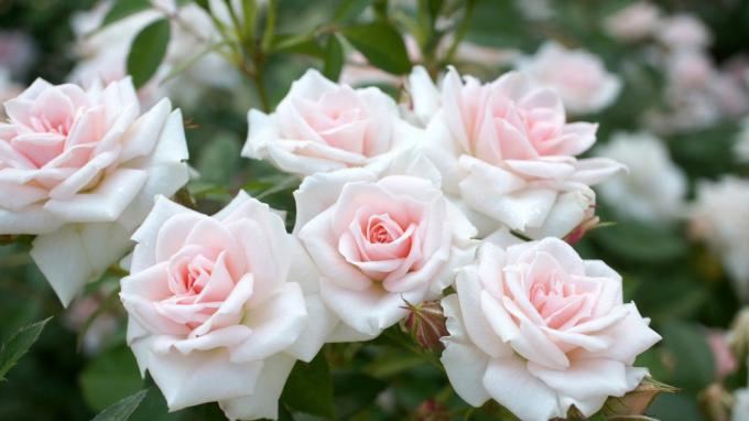 Lõhnavad roosid aias (foto -desktopwallpapers4.me)