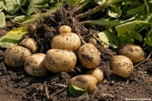 Restore pärast saagikoristust pinnasesse kartuleid
