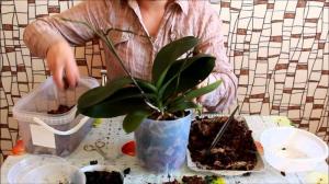 Edukas siirdamise Phalaenopsis orhidee: 7 Steps