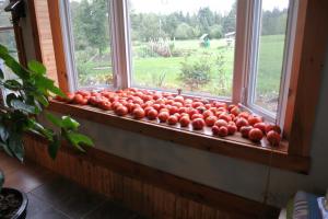 Vala-ka 4 õigest kiirendada valmimise tomatid aknalaual