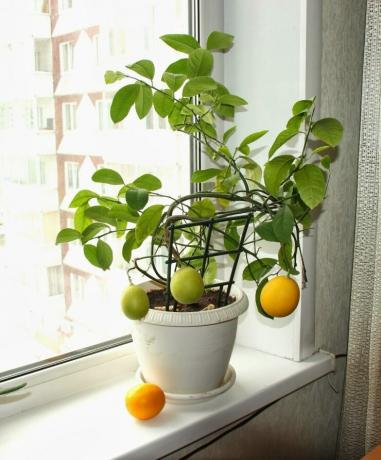 Lemon saab kasvatada seemnetest. Vaata: http://landshaftportal.ru/wp-content/uploads/2017/08/Limon-65.jpg