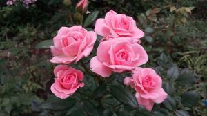 Roses aias jaoks "Dummies": 5 eeskirjad kes otsustavad istutada lill
