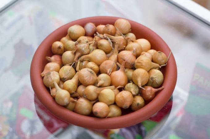 Pöörake tähelepanu kvaliteedile istutusmaterjali. See lahendab palju