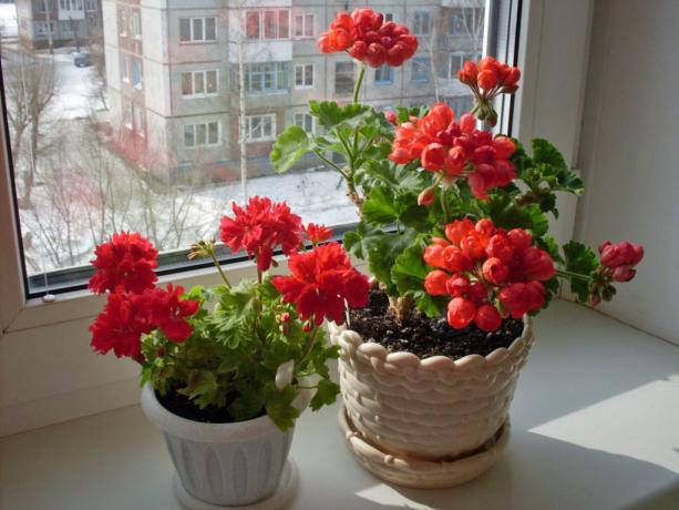Bright kurereha kohta aknalaud (cvetnik.me)