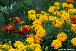 Peiulilled, uskumatult kasulik lill: see päästab oma tervist