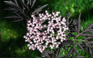 Sambucus nigra hinne must pits - dekoratiivsed aeda
