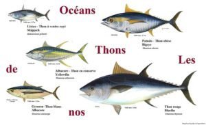 Tuna: kasulikud omadused, kuidas kokk, saate süüa dieet