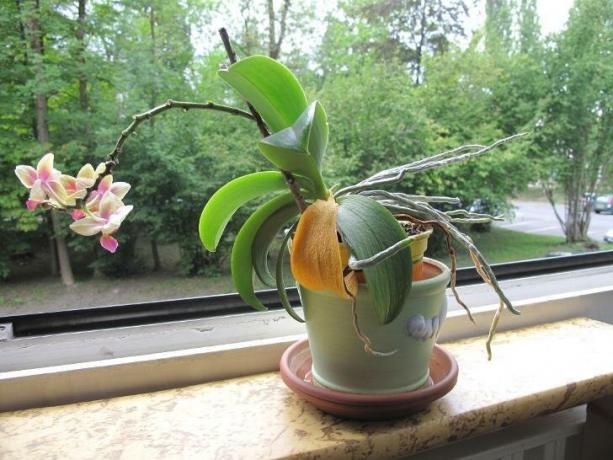 Pilt, mis hirmutab paljud omanikud orhideed